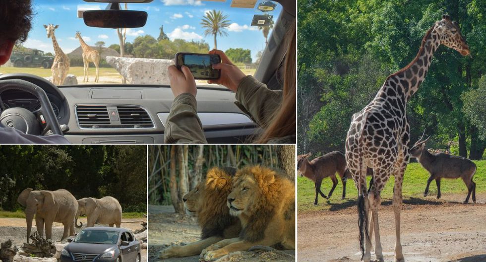 costo de entrada a africam safari puebla 2023