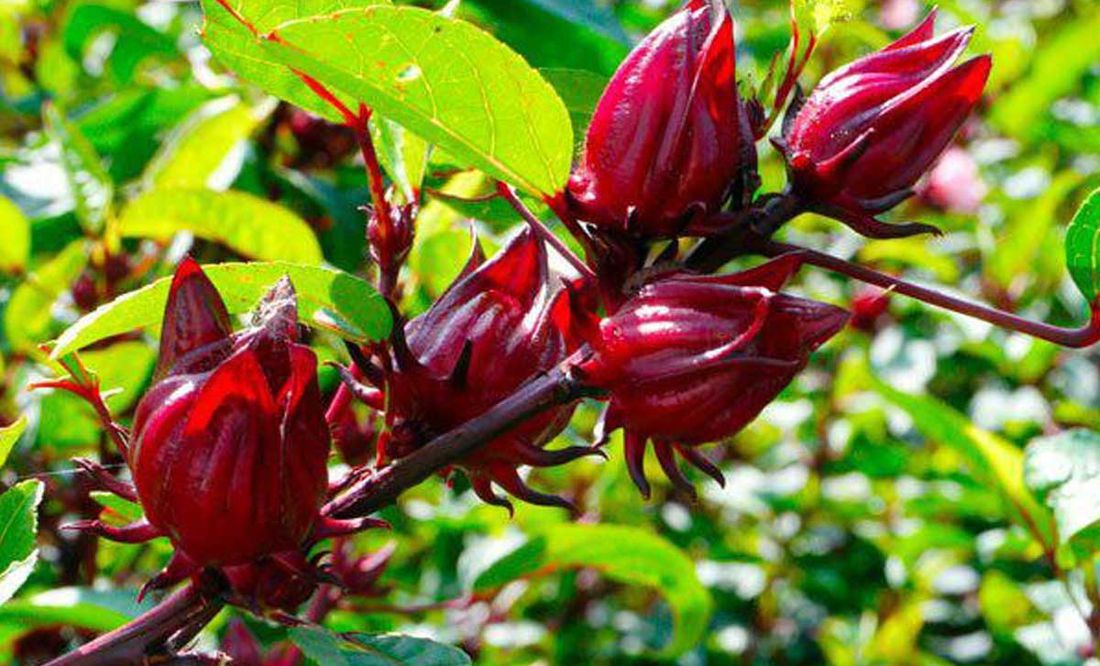 Flor De Jamaica Todo Lo Que No Sabías De Este Cultivo En Puebla El