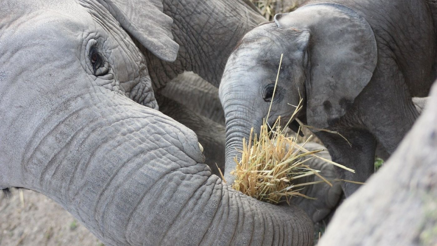 Africam Safari y el asombroso rescate de 9 cachorros de elefante